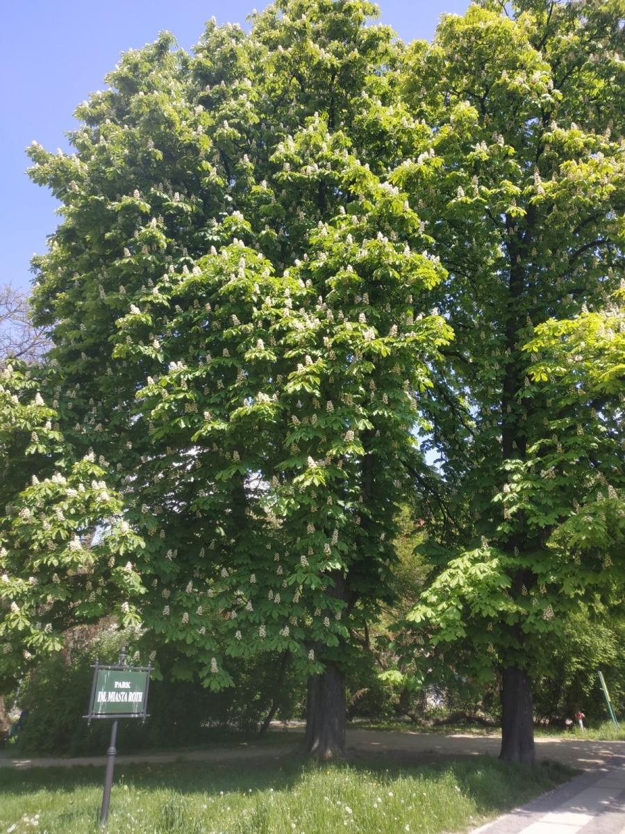 Zdjęcie w galerii na portalu naszraciborz.pl: Trzy nowe pomniki przyrody w Parku im. Miasta Roth wiadomości z regionu