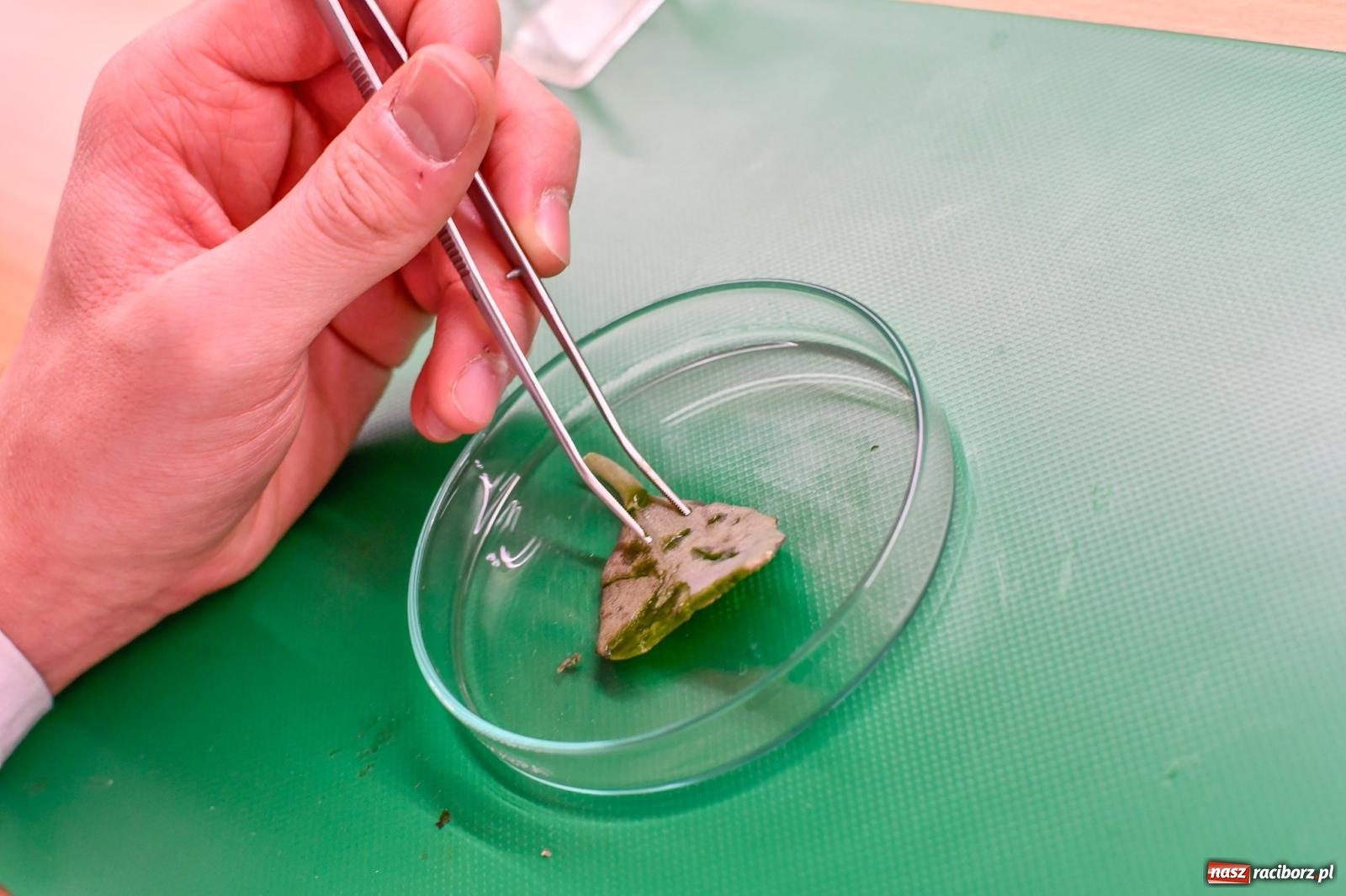 Zdjęcie w galerii na portalu naszraciborz.pl: Kasprowicz ma nowoczesną zieloną pracownię [FOTO i WIDEO] wiadomości z regionu