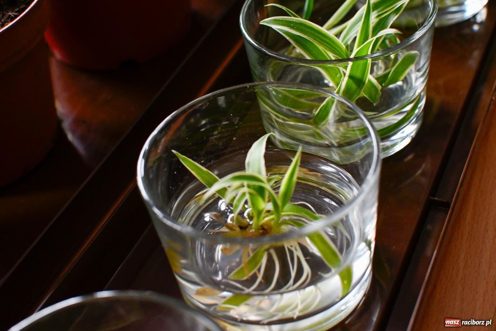 Zdjęcie w galerii na portalu naszraciborz.pl: Kasprowicz ma nowoczesną zieloną pracownię [FOTO i WIDEO] wiadomości z regionu