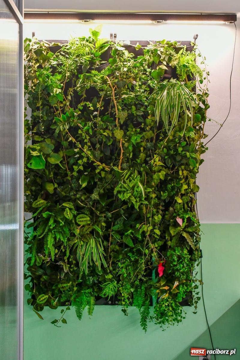 Zdjęcie w galerii na portalu naszraciborz.pl: Kasprowicz ma nowoczesną zieloną pracownię [FOTO i WIDEO] wiadomości z regionu