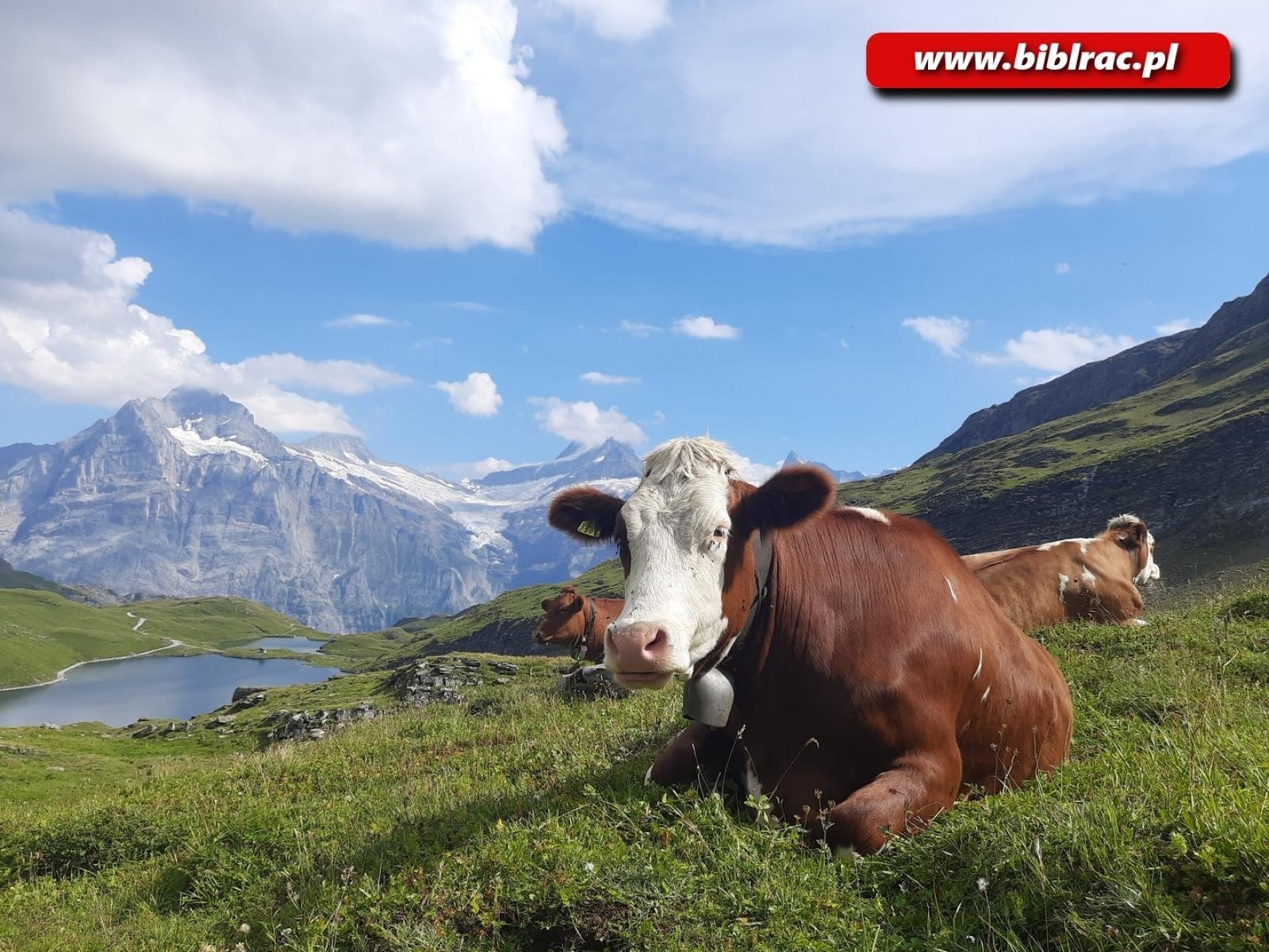 Zdjęcie w galerii na portalu naszraciborz.pl: Morwand i topniejące lodowce - slajdowisko o Szwajcarii w bibliotece w Markowicach wiadomości z regionu