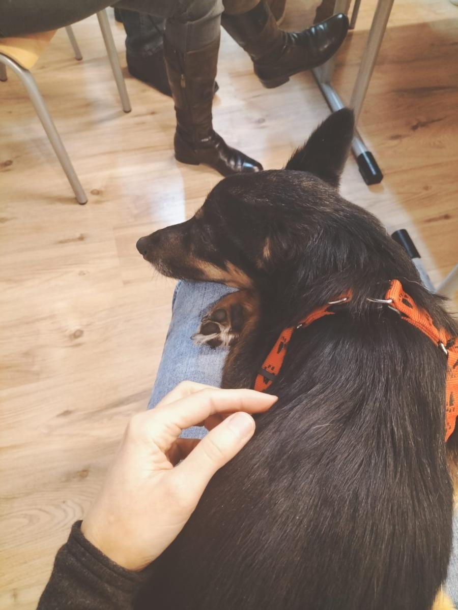 Zdjęcie w galerii na portalu naszraciborz.pl: Domy tymczasowe pilnie poszukiwane! Pomóż skrzywdzonym zwierzętom wiadomości z regionu