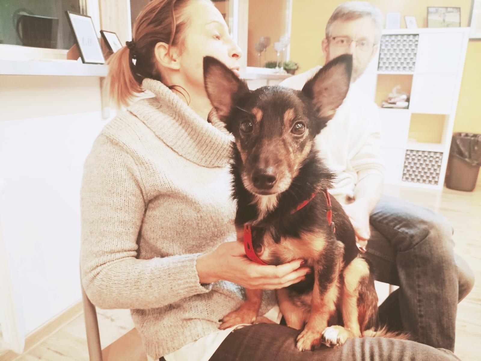 Zdjęcie w galerii na portalu naszraciborz.pl: Domy tymczasowe pilnie poszukiwane! Pomóż skrzywdzonym zwierzętom wiadomości z regionu