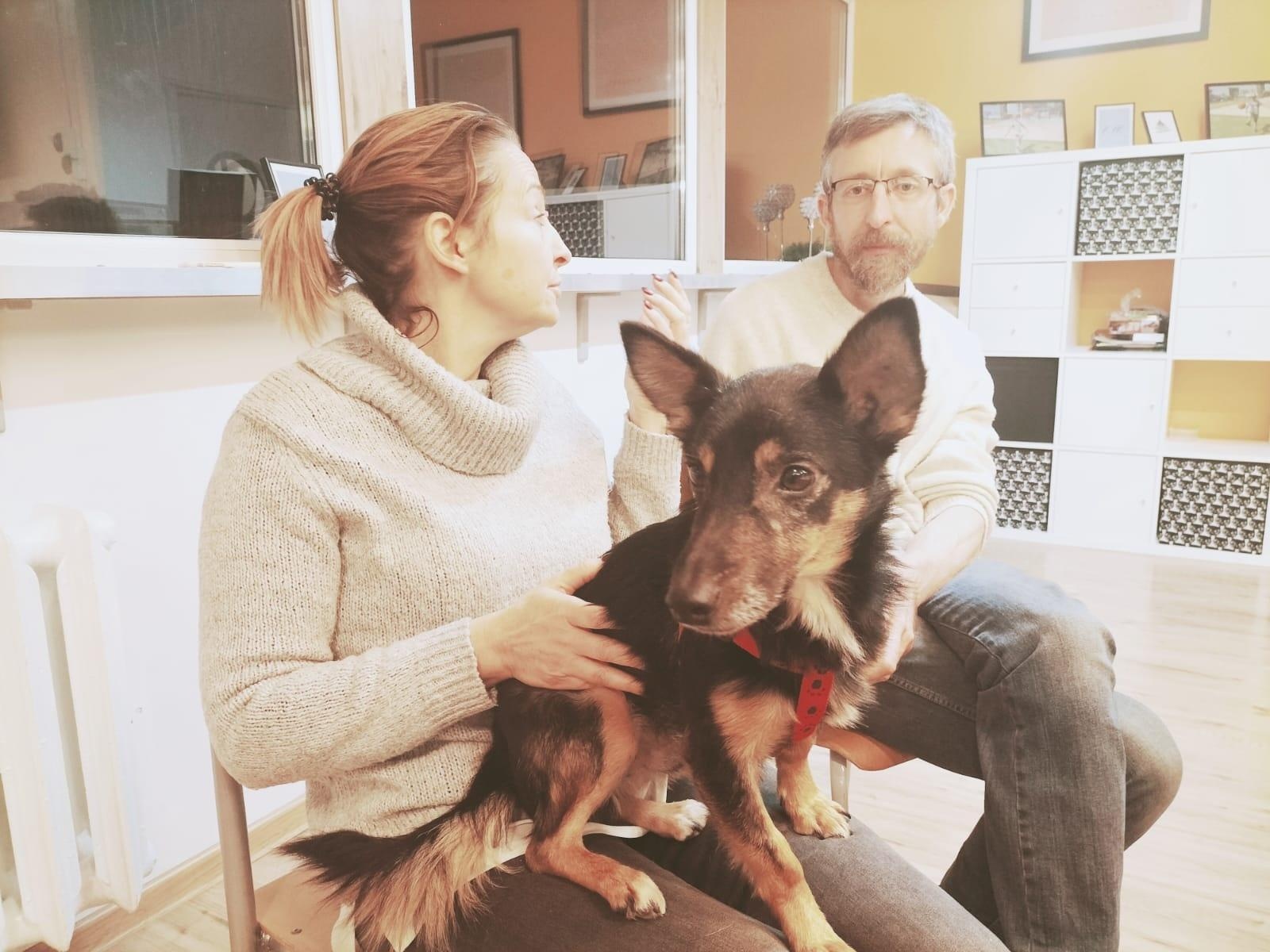 Zdjęcie w galerii na portalu naszraciborz.pl: Domy tymczasowe pilnie poszukiwane! Pomóż skrzywdzonym zwierzętom wiadomości z regionu