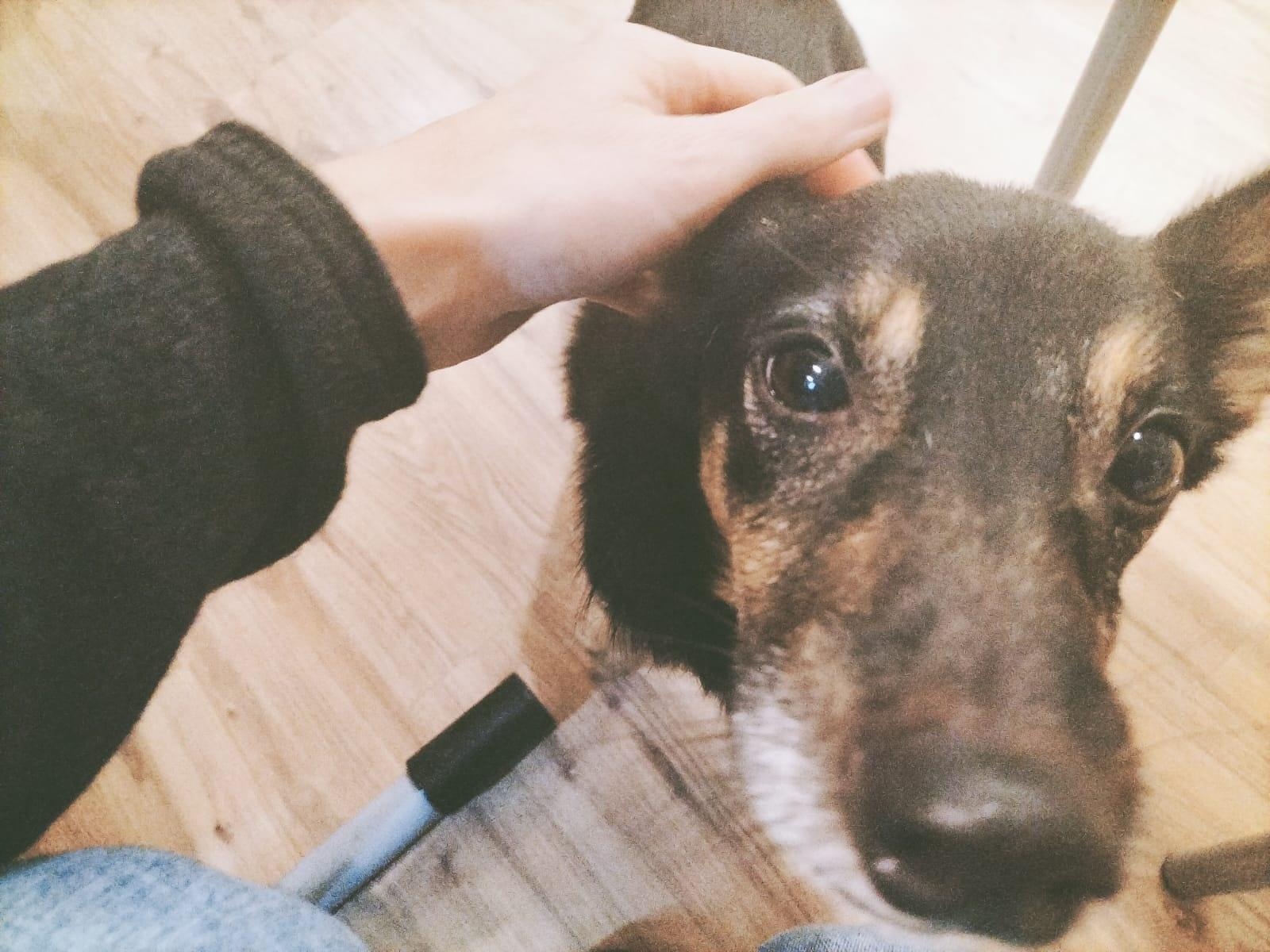 Zdjęcie w galerii na portalu naszraciborz.pl: Domy tymczasowe pilnie poszukiwane! Pomóż skrzywdzonym zwierzętom wiadomości z regionu