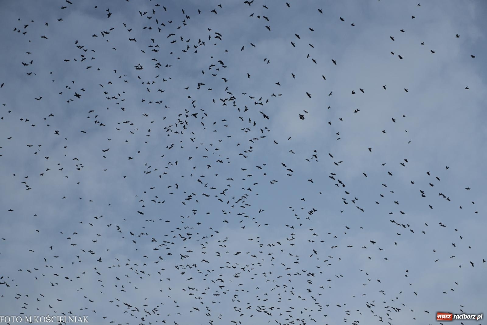 Zdjęcie w galerii na portalu naszraciborz.pl: W Raciborzu zapachniało bigosem. Wielka degustacja na Rynku i mikołajkowy finał jarmarku wiadomości z regionu