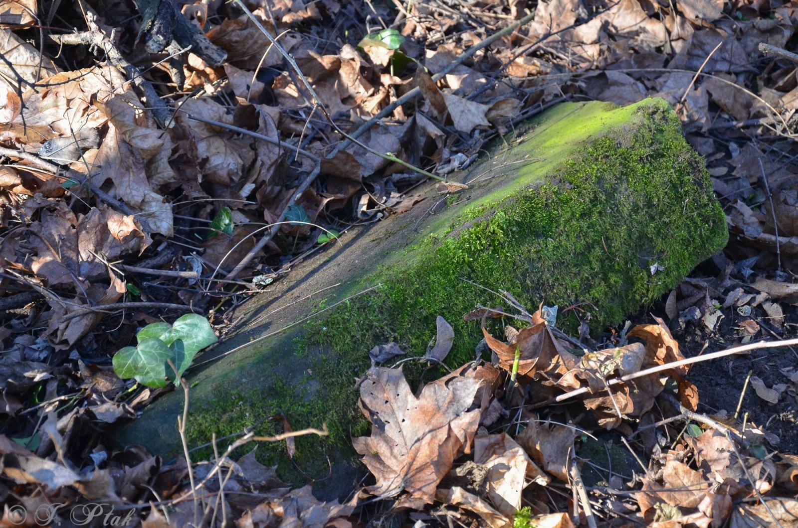 Zdjęcie w galerii na portalu naszraciborz.pl: Ceremonia z oficjalną prezentacją tablicy upamiętniającej cmentarz żydowski w Raciborzu [ZAPOWIEDŹ] wiadomości z regionu