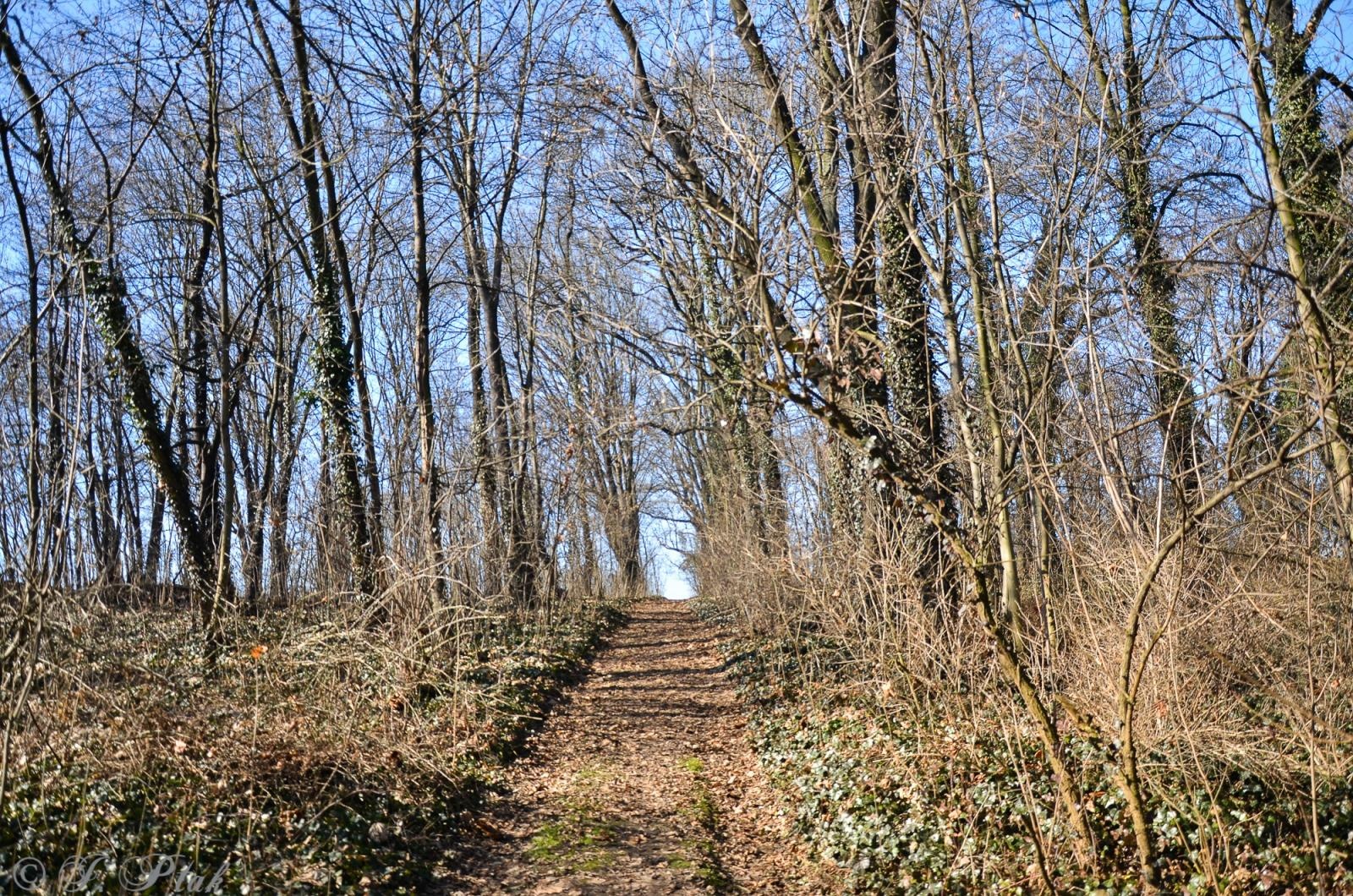Zdjęcie w galerii na portalu naszraciborz.pl: Ceremonia z oficjalną prezentacją tablicy upamiętniającej cmentarz żydowski w Raciborzu [ZAPOWIEDŹ] wiadomości z regionu