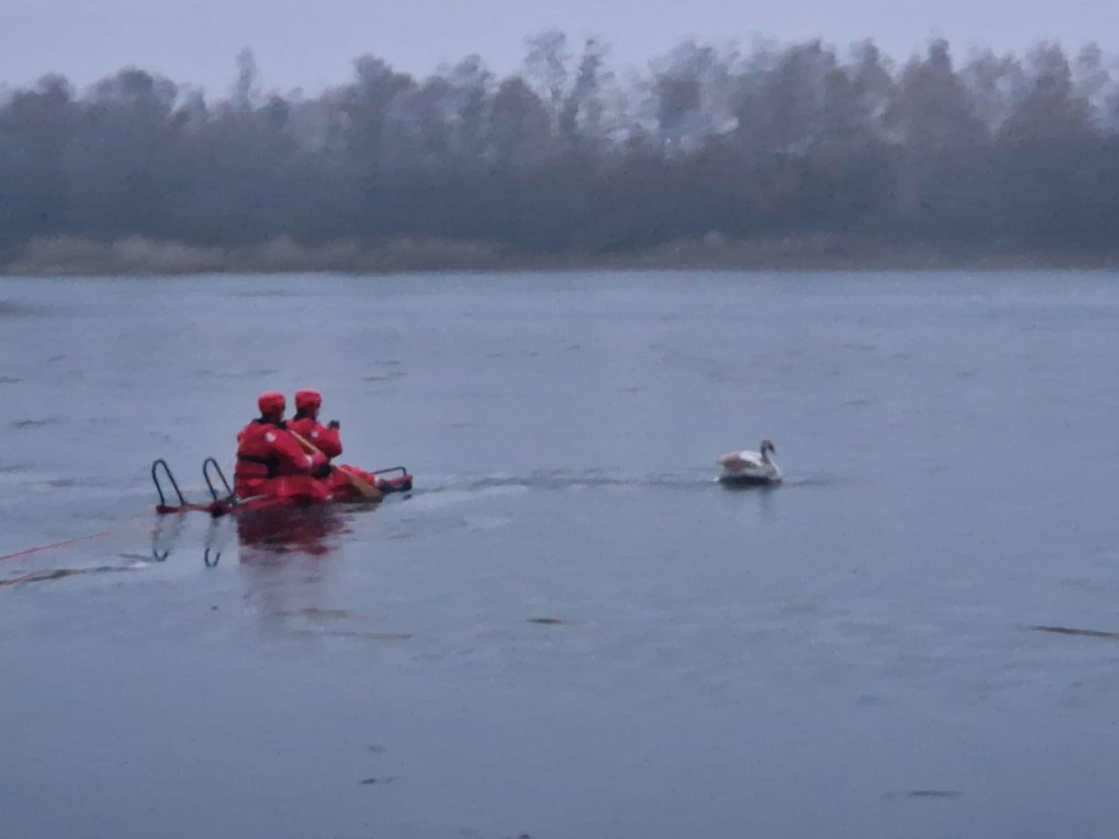 Zdjęcie w galerii na portalu naszraciborz.pl: Łabędź w opałach w Krzyżanowicach wiadomości z regionu