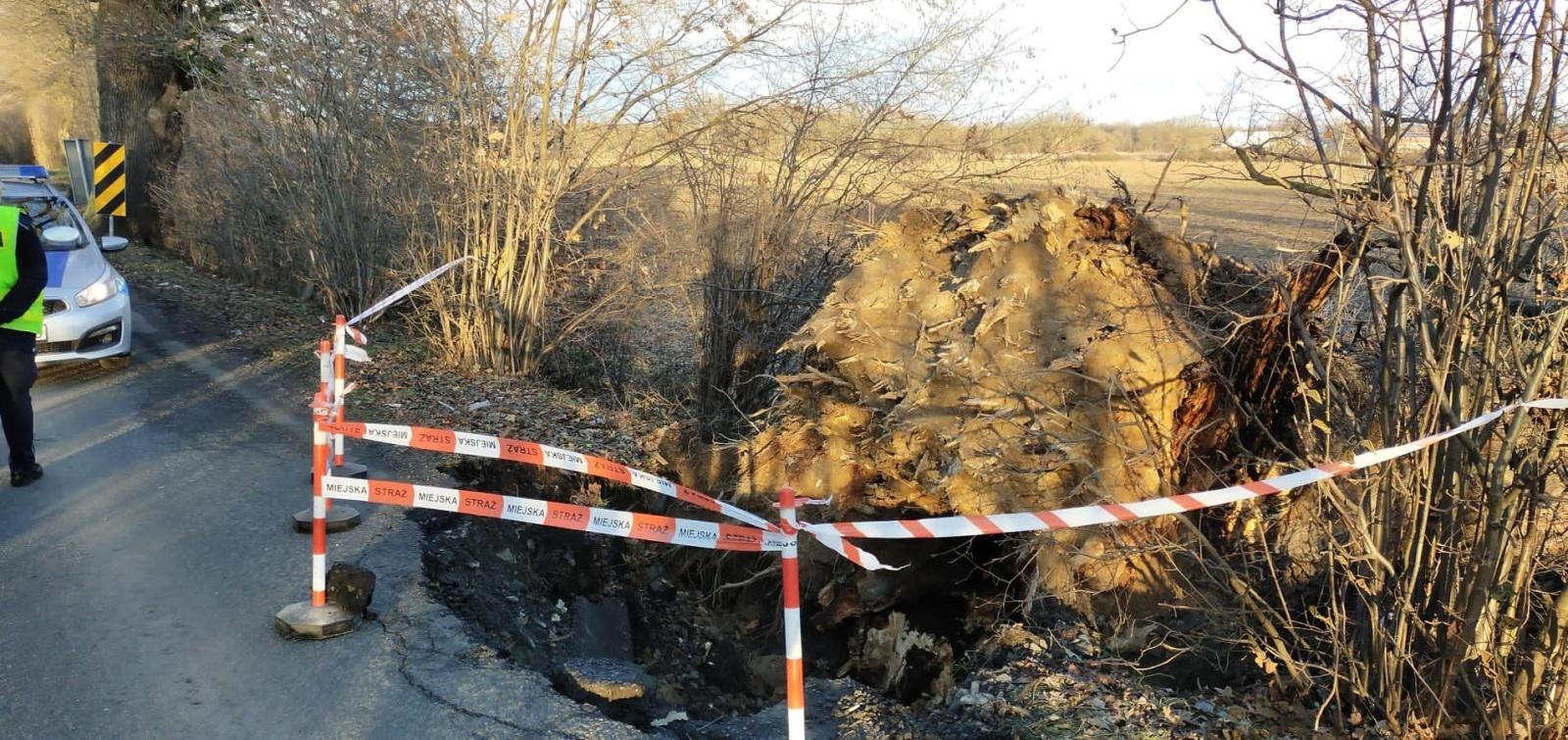Zdjęcie w galerii na portalu naszraciborz.pl: Grobla uszkodzona przez powalone drzewo. Co dalej z Rybnicką przed mostem na Uldze? wiadomości z regionu