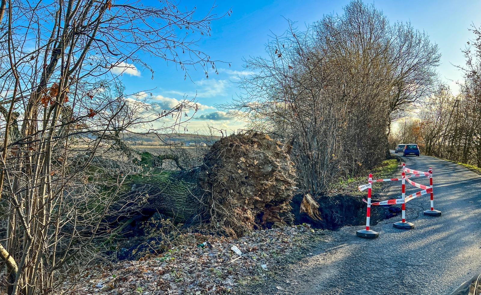 Zdjęcie w galerii na portalu naszraciborz.pl: Grobla uszkodzona przez powalone drzewo. Co dalej z Rybnicką przed mostem na Uldze? wiadomości z regionu