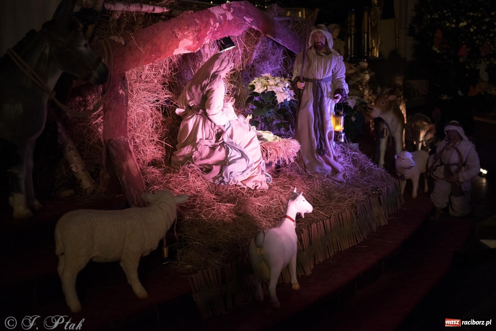 Zdjęcie w galerii na portalu naszraciborz.pl: Zaprośmy na nowo Jezusa w swoje życie. Zdjęcia raciborskich szopek wiadomości z regionu