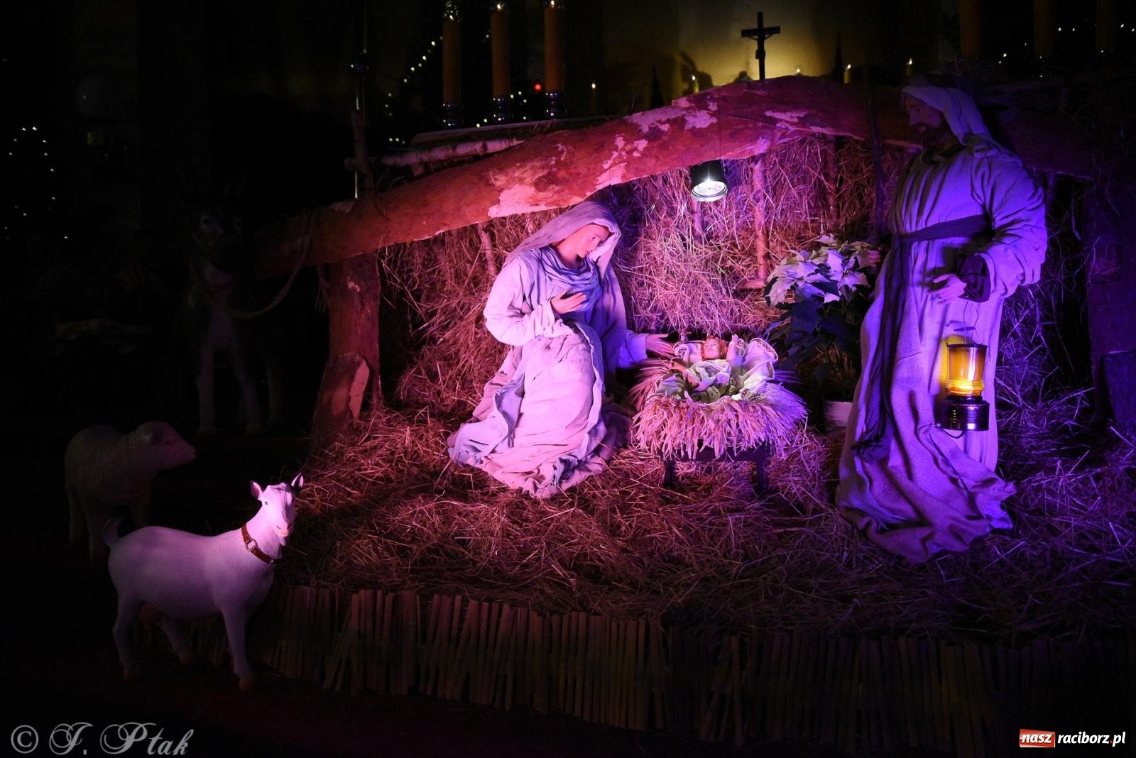 Zdjęcie w galerii na portalu naszraciborz.pl: Zaprośmy na nowo Jezusa w swoje życie. Zdjęcia raciborskich szopek wiadomości z regionu