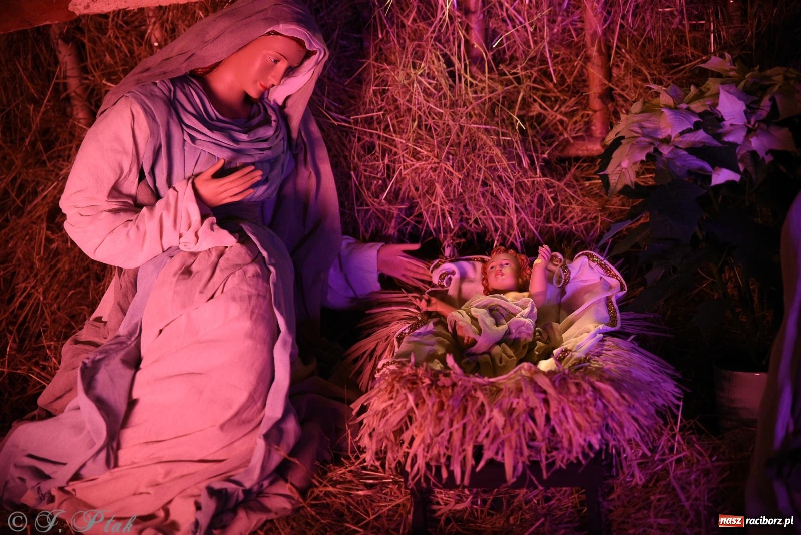 Zdjęcie w galerii na portalu naszraciborz.pl: Zaprośmy na nowo Jezusa w swoje życie. Zdjęcia raciborskich szopek wiadomości z regionu