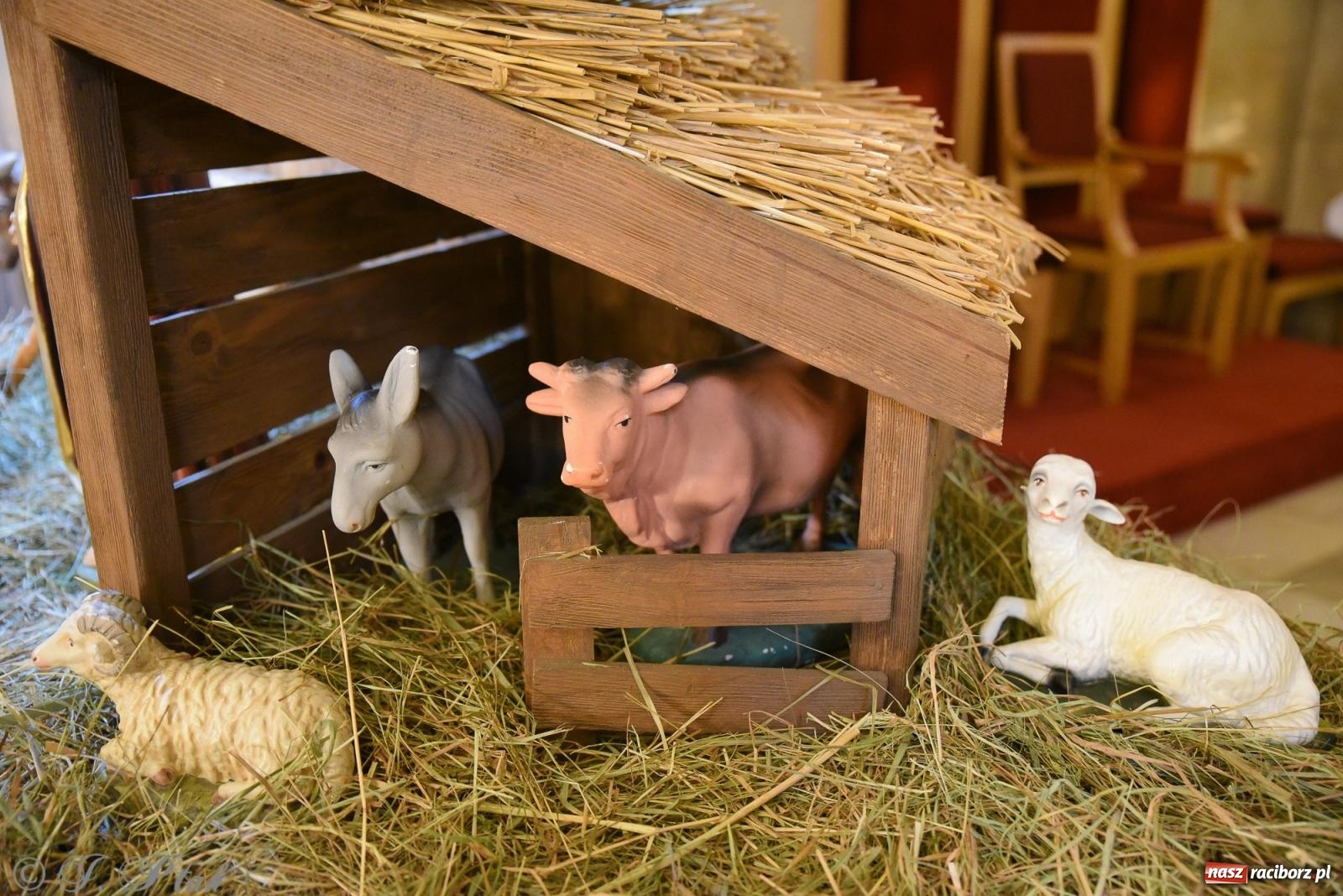 Zdjęcie w galerii na portalu naszraciborz.pl: Zaprośmy na nowo Jezusa w swoje życie. Zdjęcia raciborskich szopek wiadomości z regionu