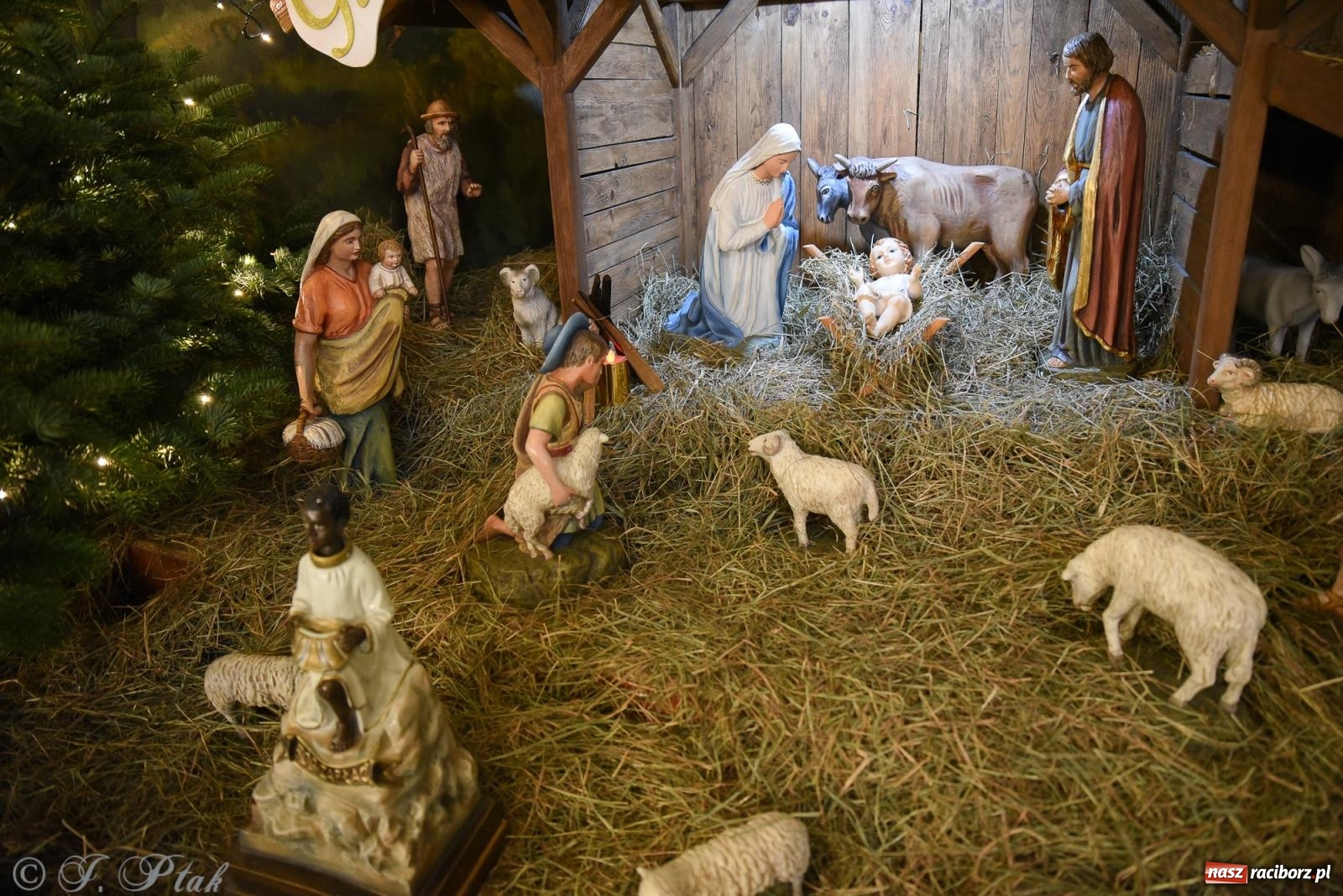 Zdjęcie w galerii na portalu naszraciborz.pl: Zaprośmy na nowo Jezusa w swoje życie. Zdjęcia raciborskich szopek wiadomości z regionu