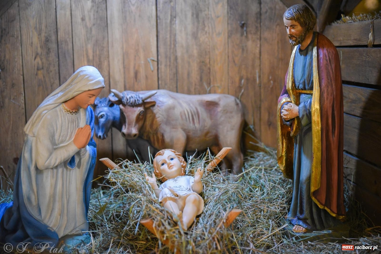 Zdjęcie w galerii na portalu naszraciborz.pl: Zaprośmy na nowo Jezusa w swoje życie. Zdjęcia raciborskich szopek wiadomości z regionu