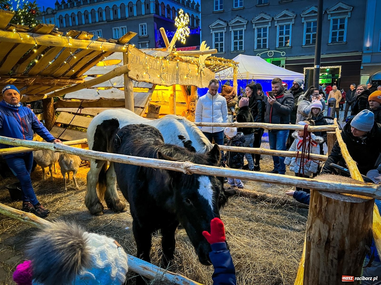 Zdjęcie w galerii na portalu naszraciborz.pl: Żywa szopka i wspólne kolędowanie na raciborskim Rynku wiadomości z regionu