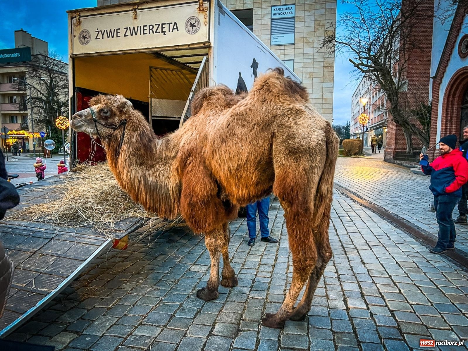 Zdjęcie w galerii na portalu naszraciborz.pl: Żywa szopka i wspólne kolędowanie na raciborskim Rynku wiadomości z regionu