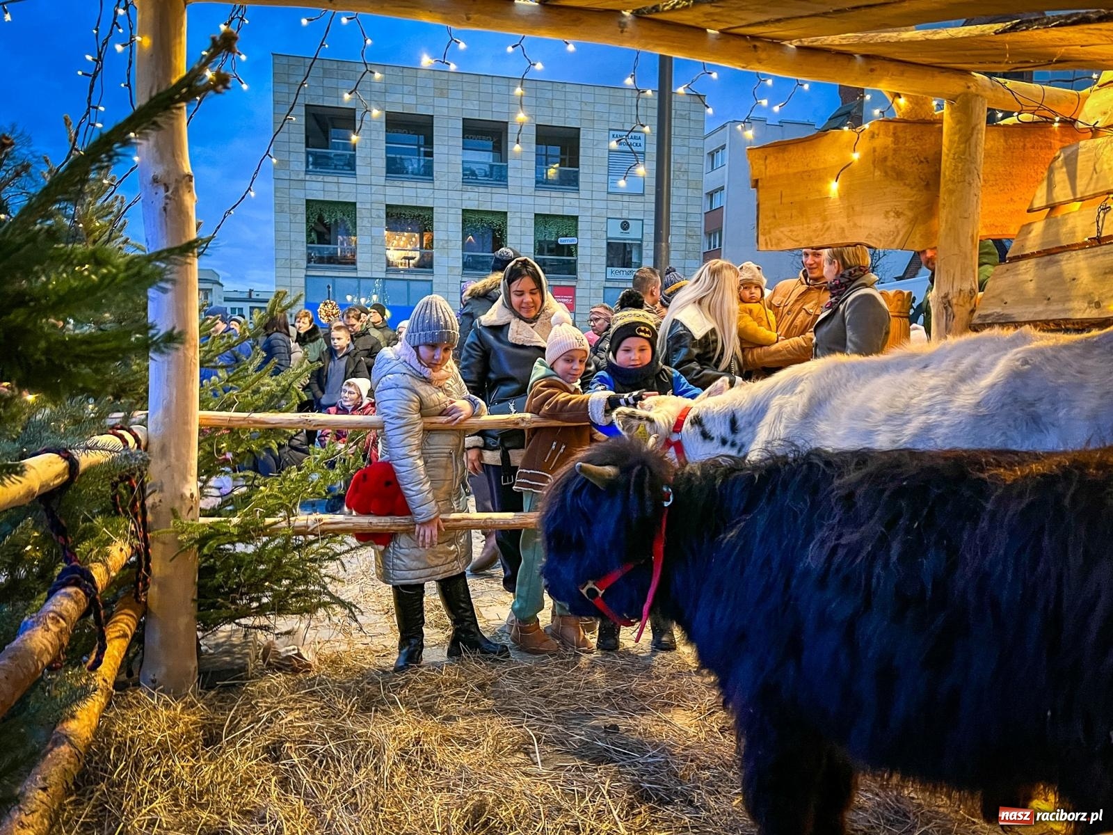 Zdjęcie w galerii na portalu naszraciborz.pl: Żywa szopka i wspólne kolędowanie na raciborskim Rynku wiadomości z regionu
