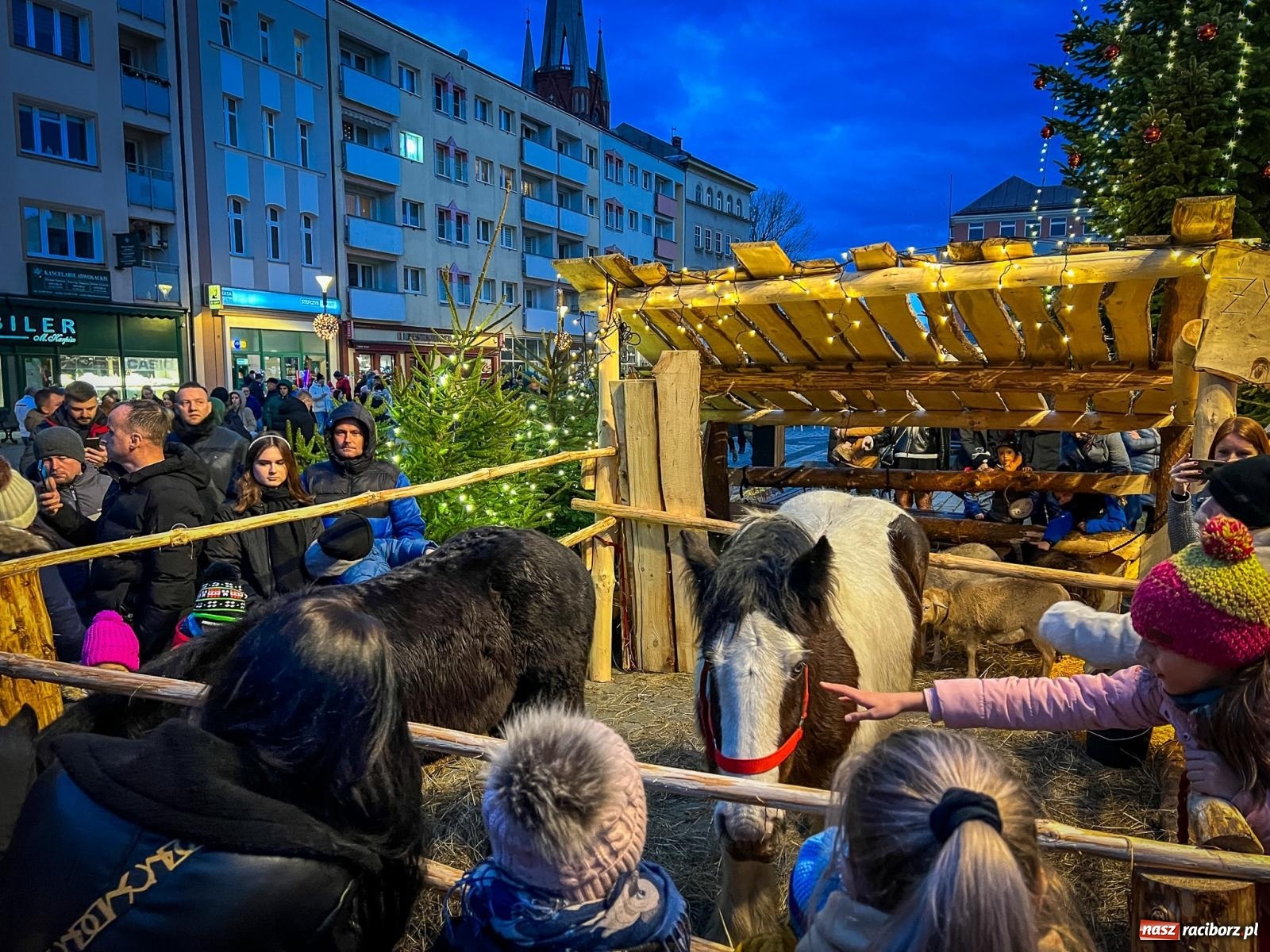 Zdjęcie w galerii na portalu naszraciborz.pl: Żywa szopka i wspólne kolędowanie na raciborskim Rynku wiadomości z regionu