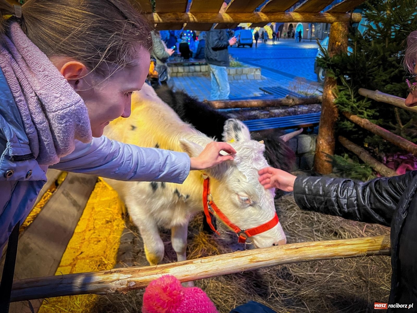 Zdjęcie w galerii na portalu naszraciborz.pl: Żywa szopka i wspólne kolędowanie na raciborskim Rynku wiadomości z regionu