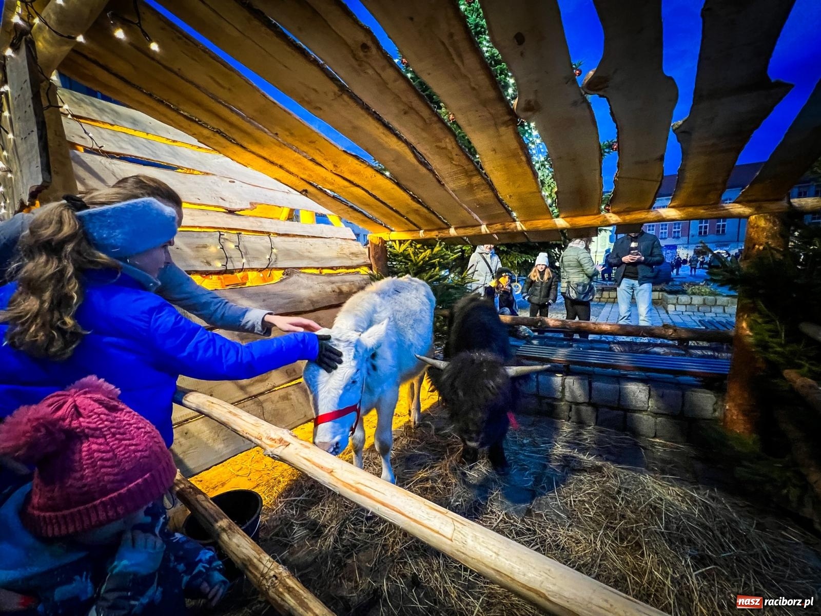 Zdjęcie w galerii na portalu naszraciborz.pl: Żywa szopka i wspólne kolędowanie na raciborskim Rynku wiadomości z regionu