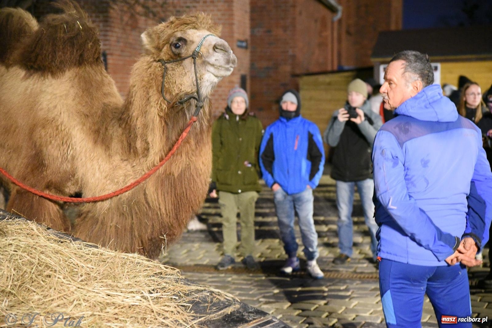 Zdjęcie w galerii na portalu naszraciborz.pl: Żywa szopka i wspólne kolędowanie na raciborskim Rynku wiadomości z regionu