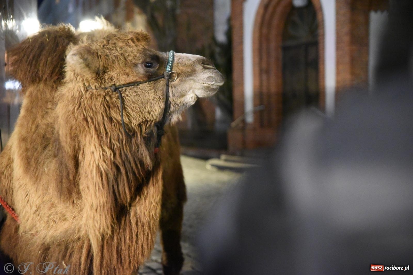Zdjęcie w galerii na portalu naszraciborz.pl: Żywa szopka i wspólne kolędowanie na raciborskim Rynku wiadomości z regionu