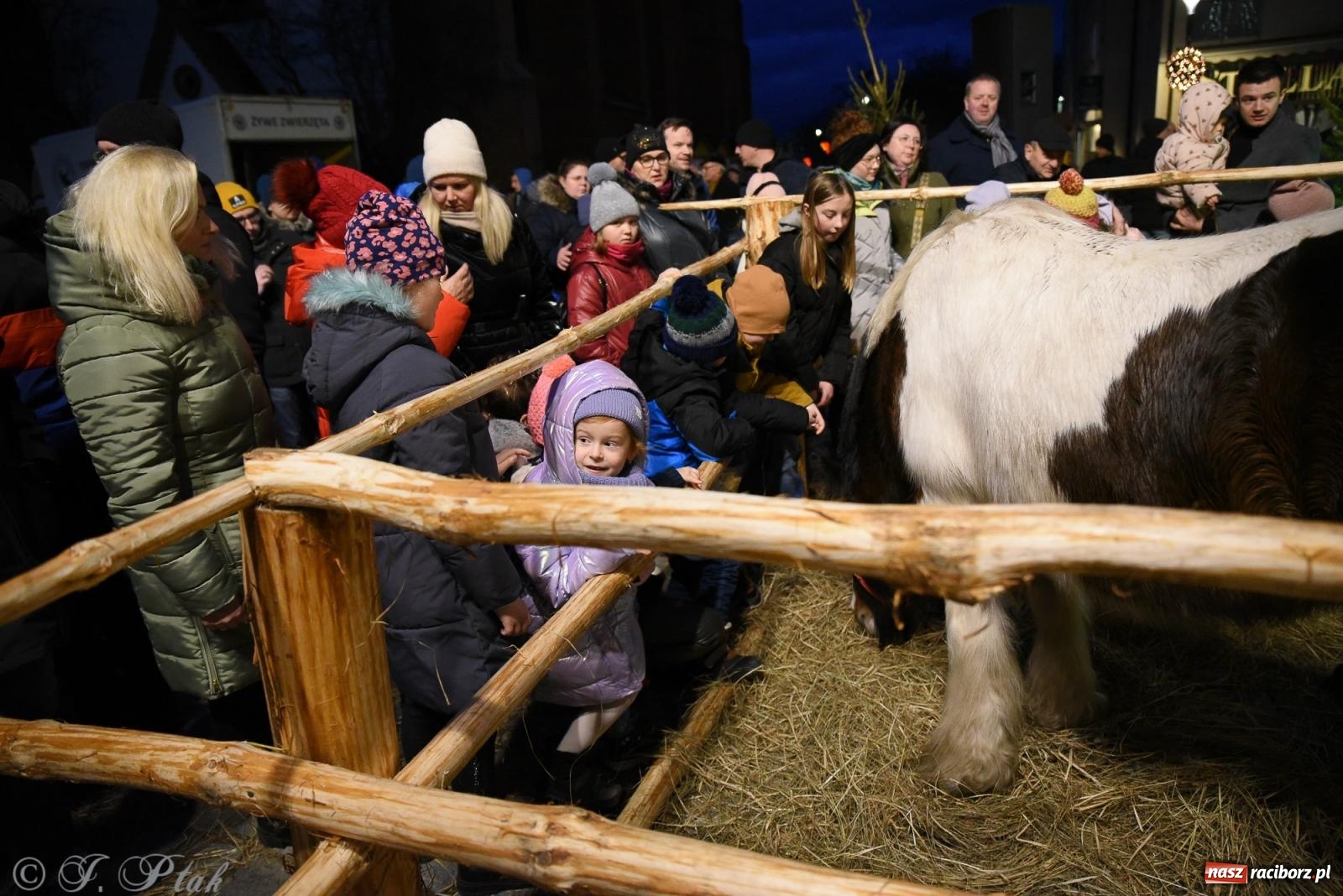 Zdjęcie w galerii na portalu naszraciborz.pl: Żywa szopka i wspólne kolędowanie na raciborskim Rynku wiadomości z regionu