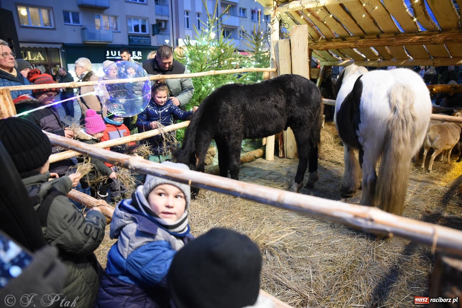Zdjęcie w galerii na portalu naszraciborz.pl: Żywa szopka i wspólne kolędowanie na raciborskim Rynku wiadomości z regionu