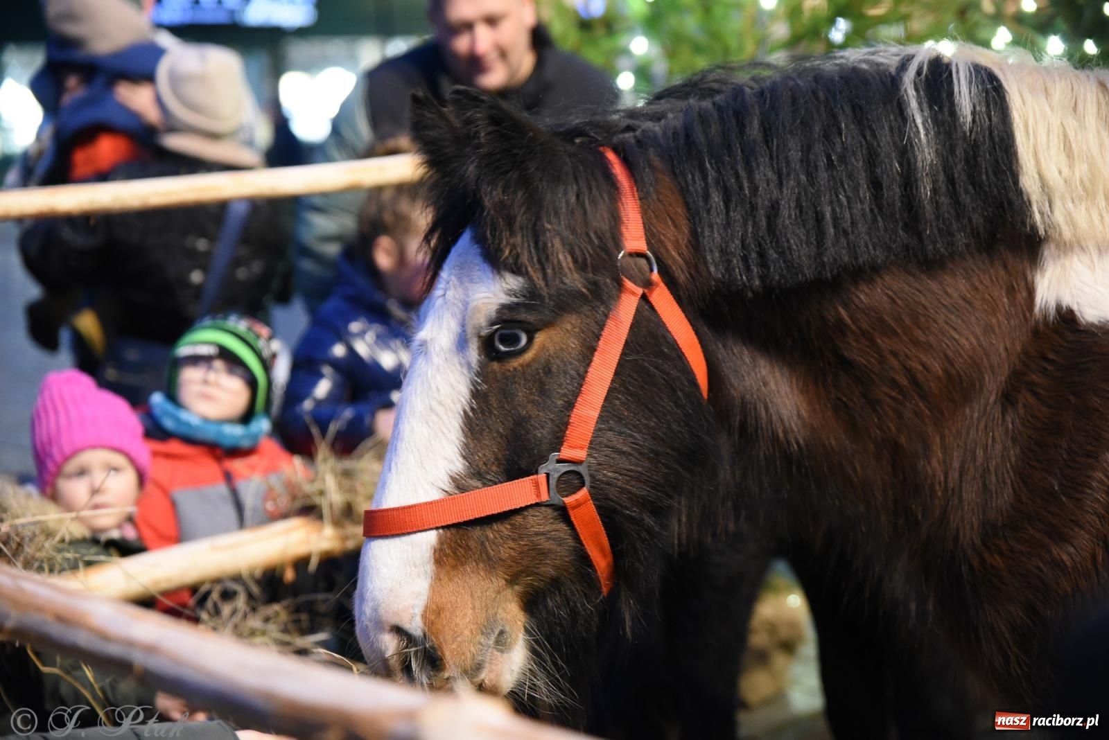 Zdjęcie w galerii na portalu naszraciborz.pl: Żywa szopka i wspólne kolędowanie na raciborskim Rynku wiadomości z regionu
