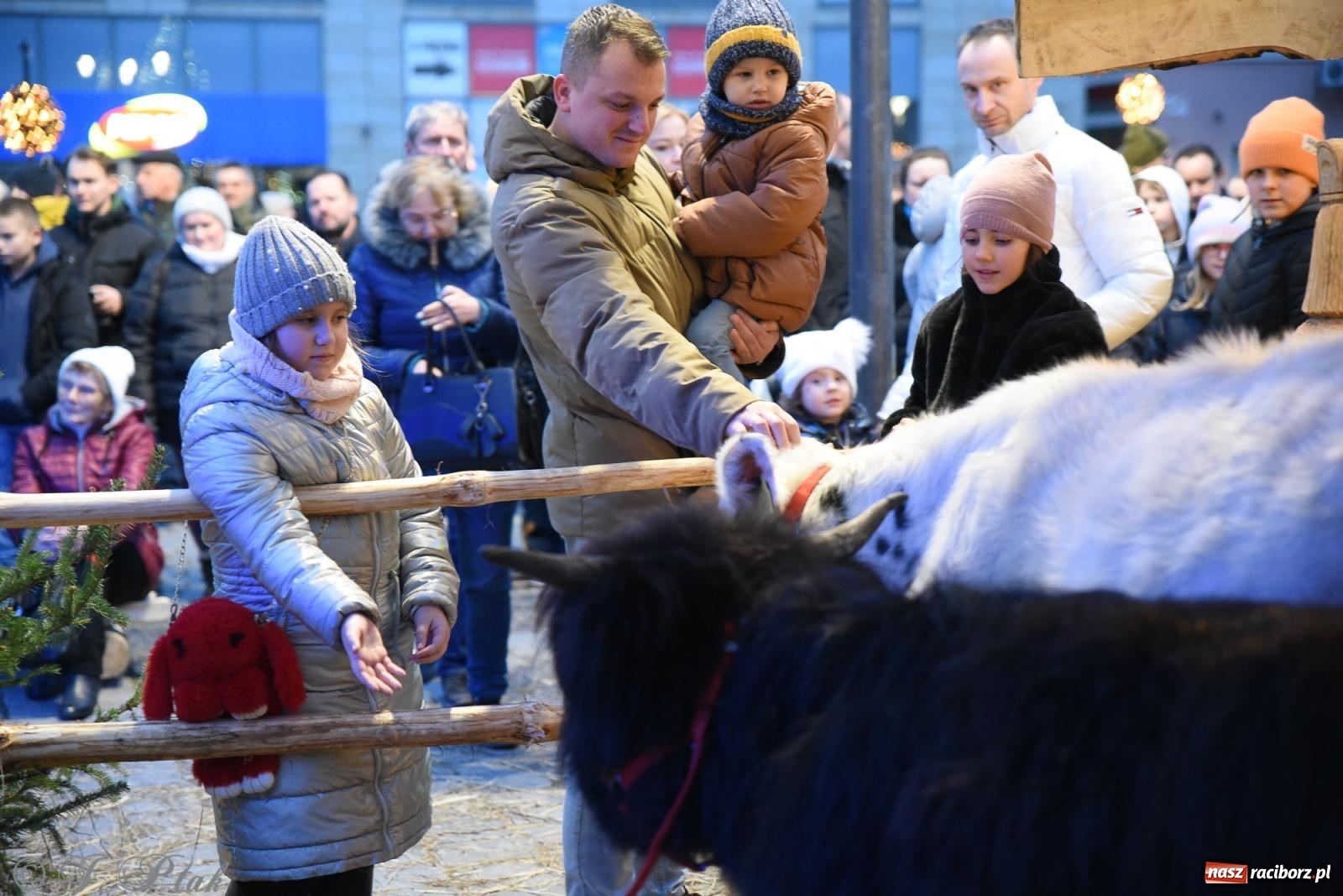 Zdjęcie w galerii na portalu naszraciborz.pl: Żywa szopka i wspólne kolędowanie na raciborskim Rynku wiadomości z regionu