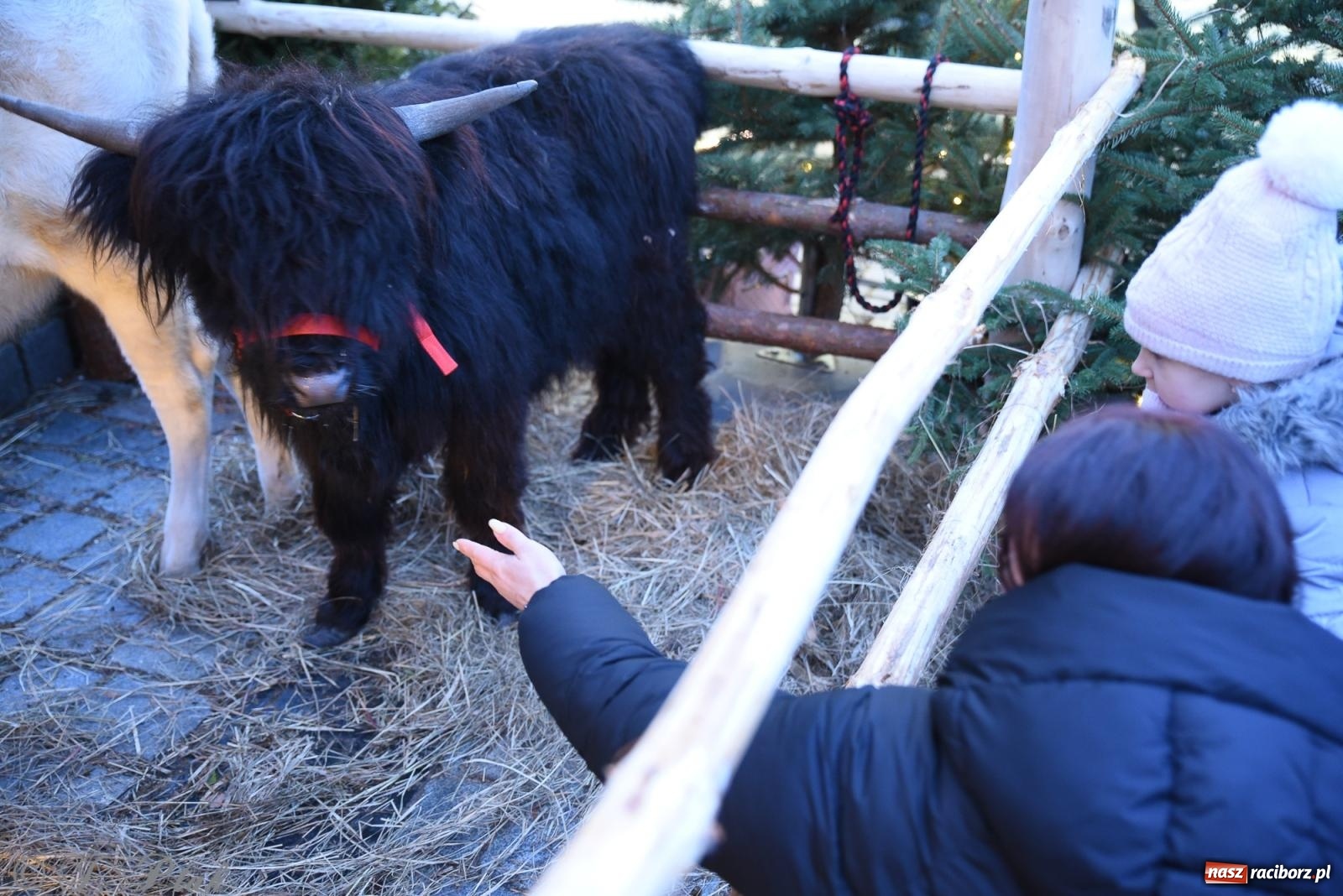 Zdjęcie w galerii na portalu naszraciborz.pl: Żywa szopka i wspólne kolędowanie na raciborskim Rynku wiadomości z regionu