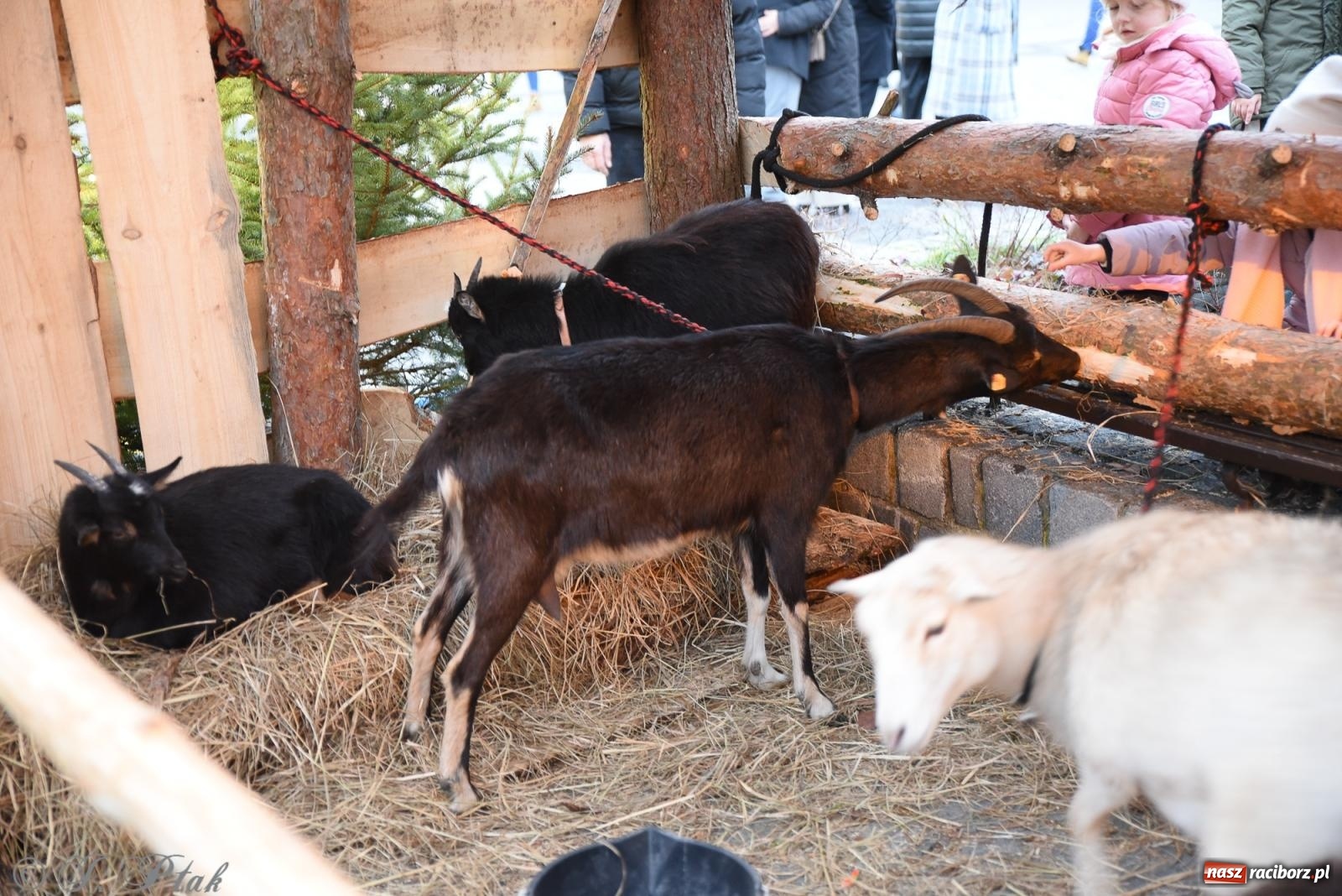 Zdjęcie w galerii na portalu naszraciborz.pl: Żywa szopka i wspólne kolędowanie na raciborskim Rynku wiadomości z regionu