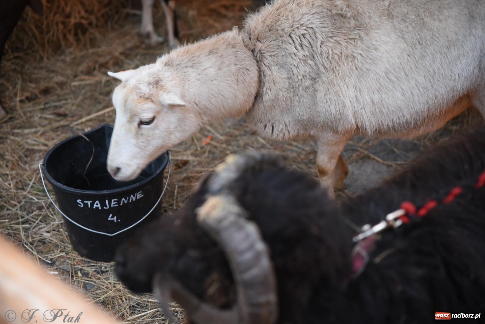 Zdjęcie w galerii na portalu naszraciborz.pl: Żywa szopka i wspólne kolędowanie na raciborskim Rynku wiadomości z regionu