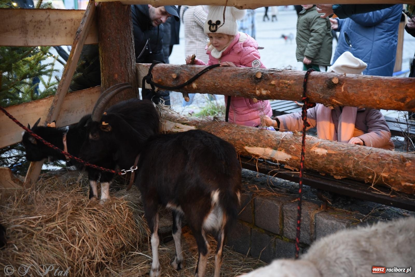 Zdjęcie w galerii na portalu naszraciborz.pl: Żywa szopka i wspólne kolędowanie na raciborskim Rynku wiadomości z regionu
