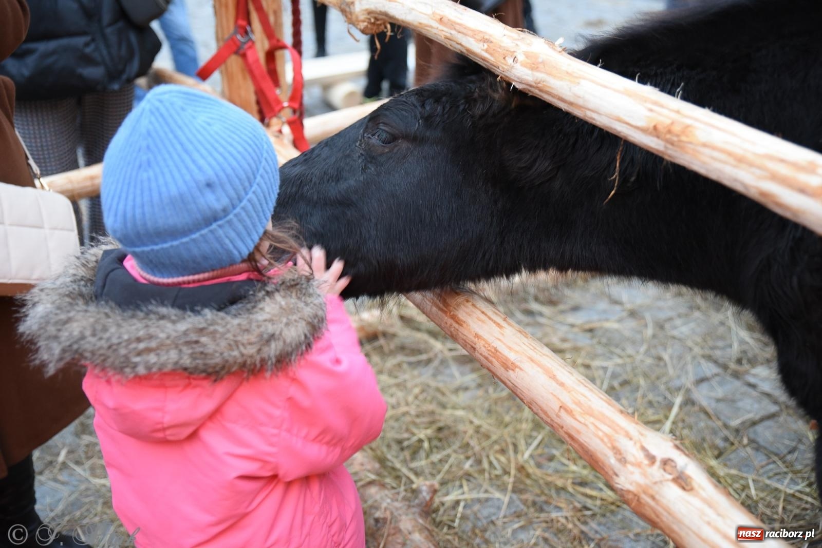 Zdjęcie w galerii na portalu naszraciborz.pl: Żywa szopka i wspólne kolędowanie na raciborskim Rynku wiadomości z regionu