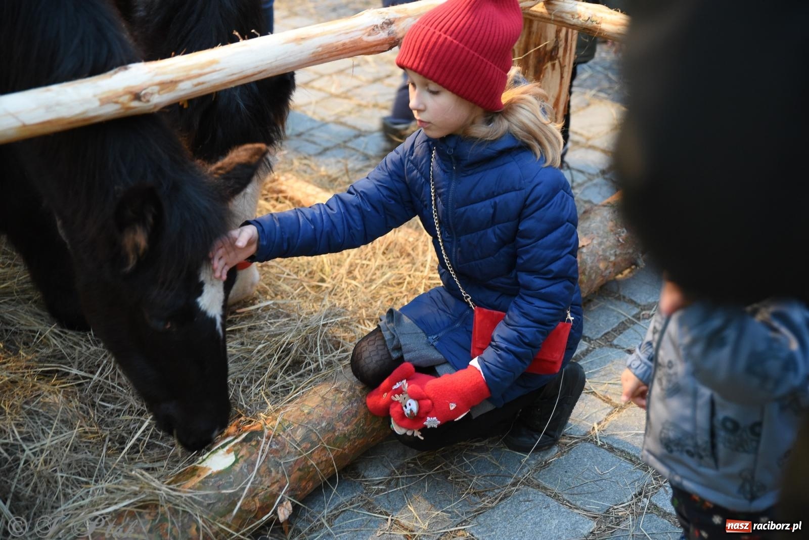 Zdjęcie w galerii na portalu naszraciborz.pl: Żywa szopka i wspólne kolędowanie na raciborskim Rynku wiadomości z regionu