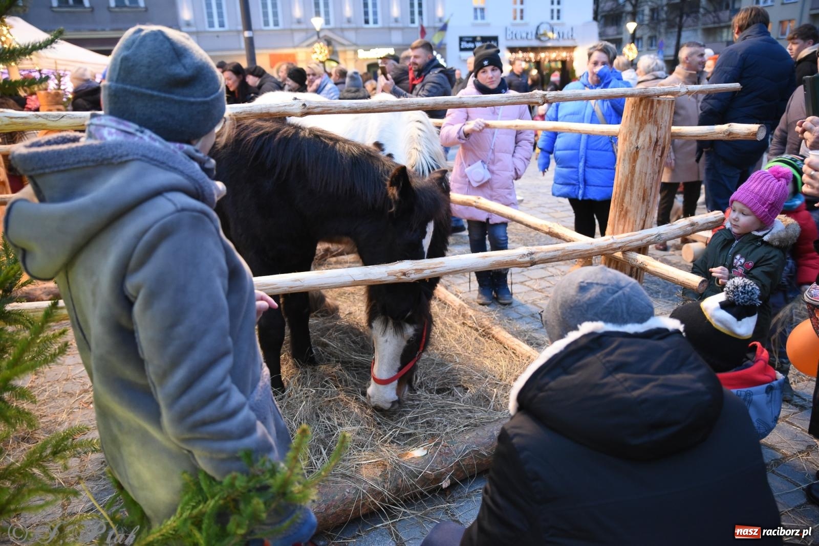 Zdjęcie w galerii na portalu naszraciborz.pl: Żywa szopka i wspólne kolędowanie na raciborskim Rynku wiadomości z regionu