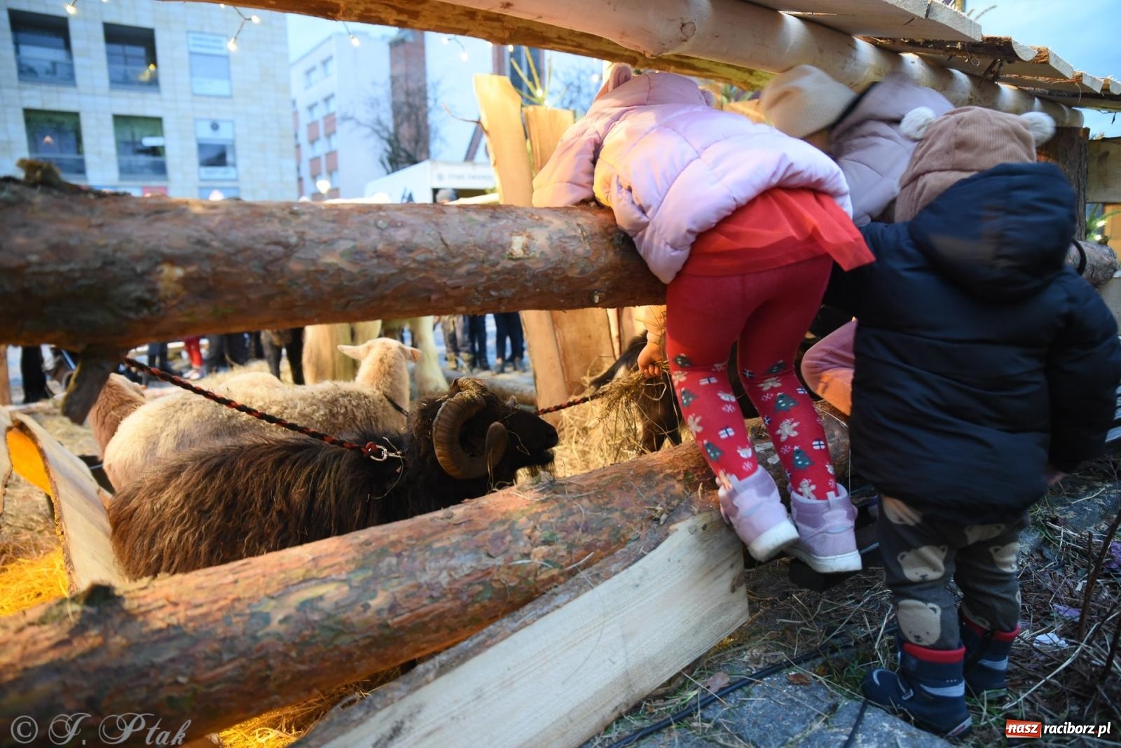 Zdjęcie w galerii na portalu naszraciborz.pl: Żywa szopka i wspólne kolędowanie na raciborskim Rynku wiadomości z regionu