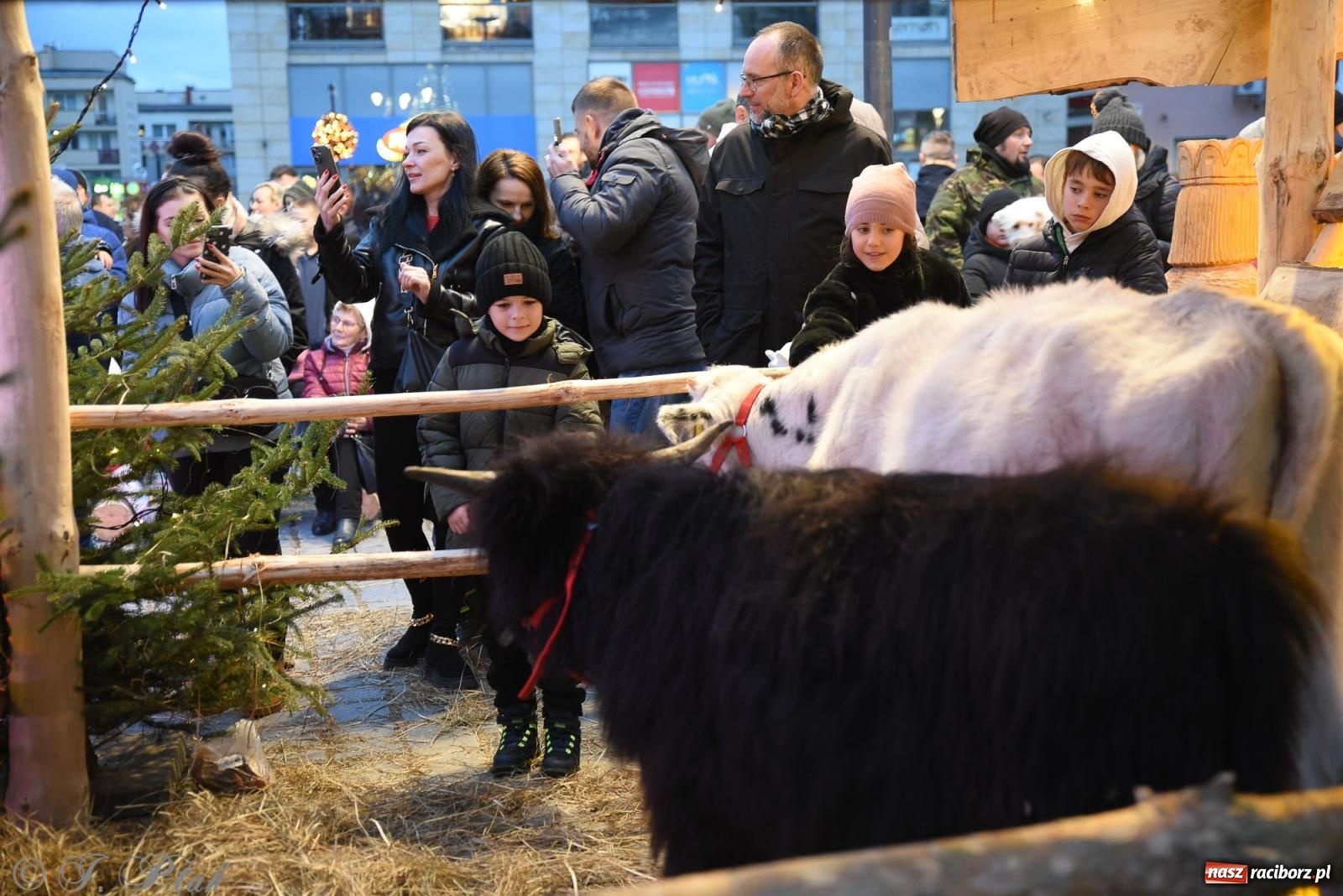 Zdjęcie w galerii na portalu naszraciborz.pl: Żywa szopka i wspólne kolędowanie na raciborskim Rynku wiadomości z regionu