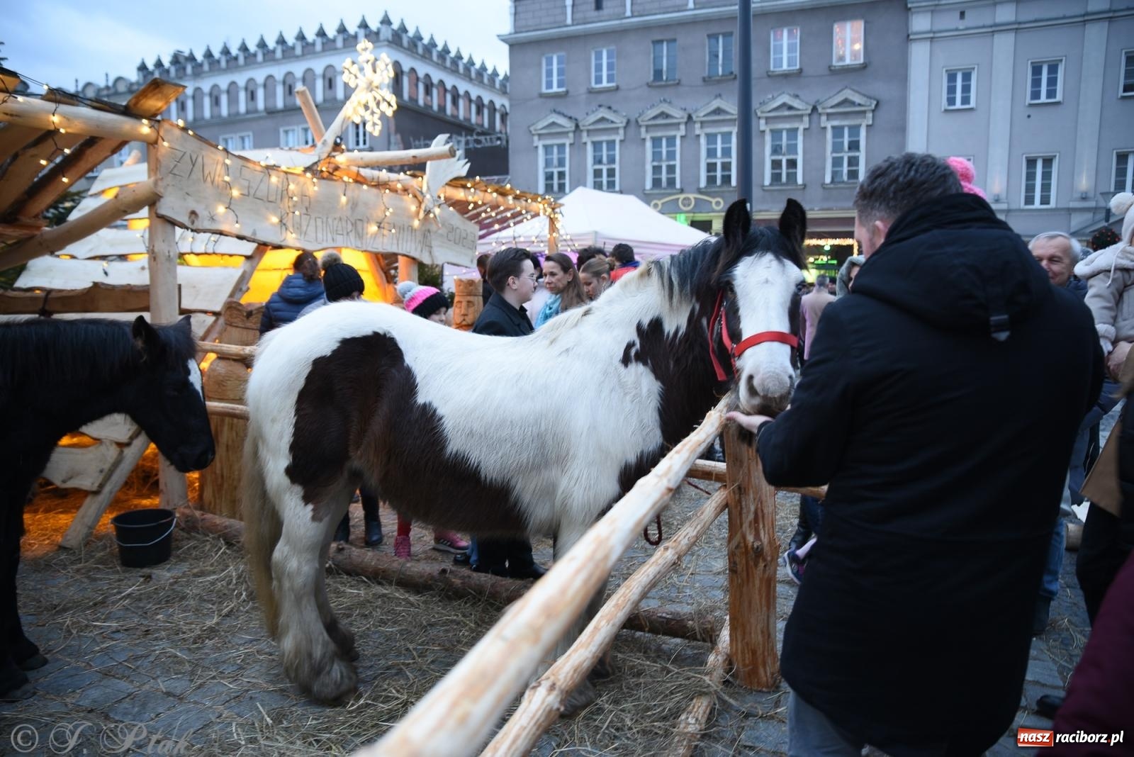 Zdjęcie w galerii na portalu naszraciborz.pl: Żywa szopka i wspólne kolędowanie na raciborskim Rynku wiadomości z regionu
