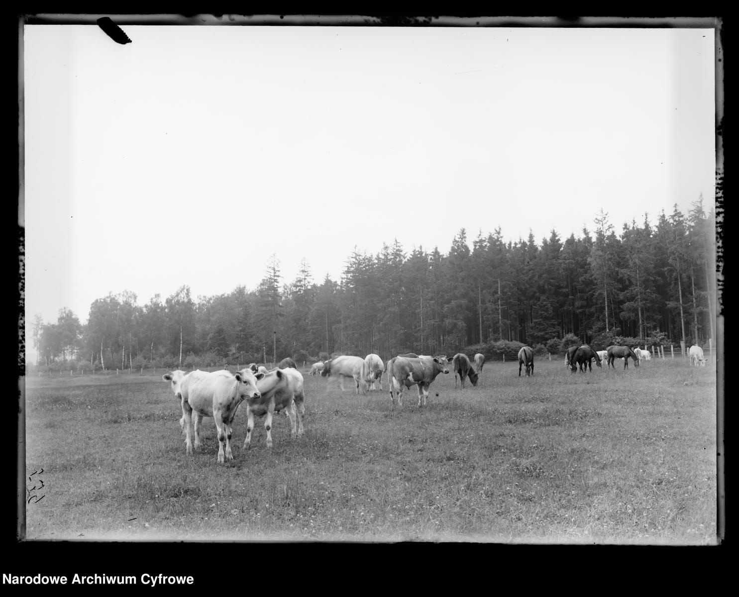 Zdjęcie w galerii na portalu naszraciborz.pl: Archiwalne przedwojenne zdjęcia Górnego Śląska. NAC próbuje ustalić, co pokazują [FOTO] wiadomości z regionu