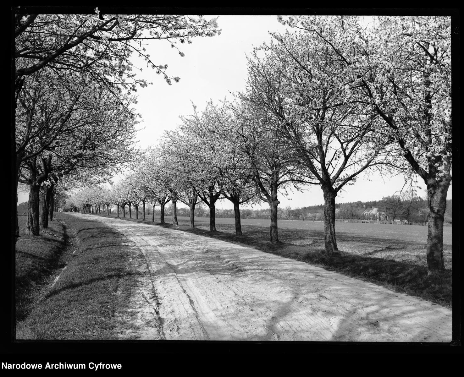 Zdjęcie w galerii na portalu naszraciborz.pl: Archiwalne przedwojenne zdjęcia Górnego Śląska. NAC próbuje ustalić, co pokazują [FOTO] wiadomości z regionu