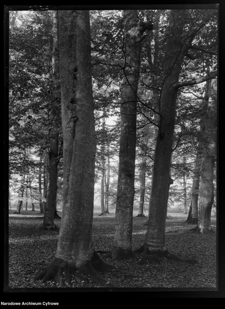 Zdjęcie w galerii na portalu naszraciborz.pl: Archiwalne przedwojenne zdjęcia Górnego Śląska. NAC próbuje ustalić, co pokazują [FOTO] wiadomości z regionu
