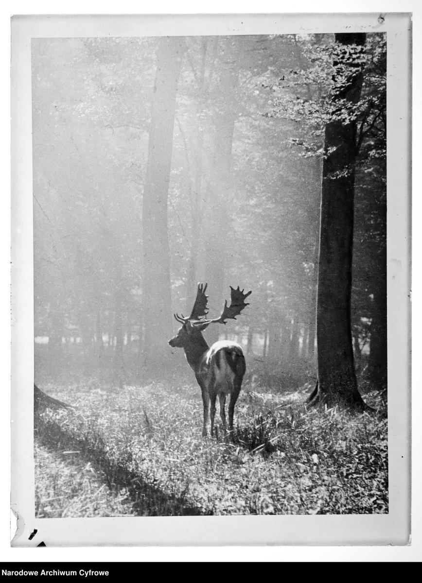 Zdjęcie w galerii na portalu naszraciborz.pl: Archiwalne przedwojenne zdjęcia Górnego Śląska. NAC próbuje ustalić, co pokazują [FOTO] wiadomości z regionu