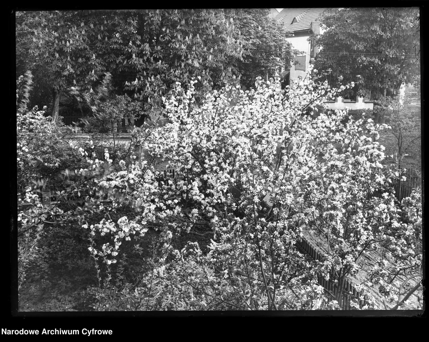 Zdjęcie w galerii na portalu naszraciborz.pl: Archiwalne przedwojenne zdjęcia Górnego Śląska. NAC próbuje ustalić, co pokazują [FOTO] wiadomości z regionu