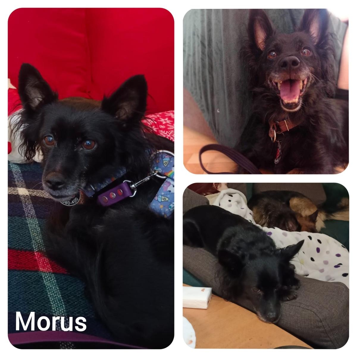 Zdjęcie w galerii na portalu naszraciborz.pl: Przyjaciele bezdomnych zwierząt organizują zbiórkę i psiolubne spotkanie wiadomości z regionu