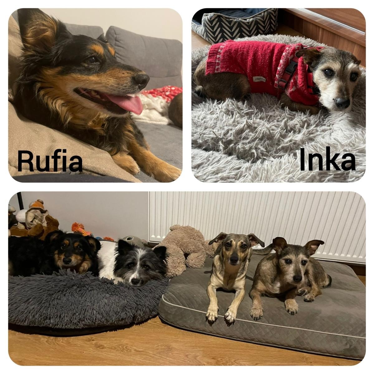 Zdjęcie w galerii na portalu naszraciborz.pl: Przyjaciele bezdomnych zwierząt organizują zbiórkę i psiolubne spotkanie wiadomości z regionu